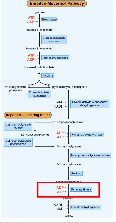 <p>- Glucose is metabolised in RBCs by anaerobic glycolysis</p><p>- Embden-Meyerhof Pathway</p><p>- Pyruvate kinase is the enzyme that catalyses the final step of glycolysis and is required to make ATP</p><p>.</p><p>PYRUVATE KINASE DEFICIENCY:</p><p>- Inherited enzyme defect</p><p>- Lack of PK: insufficient ATP made</p><p>- Rigid cell membrane and cell death</p><p>- Haemolytic anaemia</p><p>- Splenectomy partly improves anaemia</p>