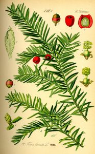 <p>Taxus brevifolia</p><p></p>