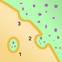 <p>Moving materials out of the cell</p>