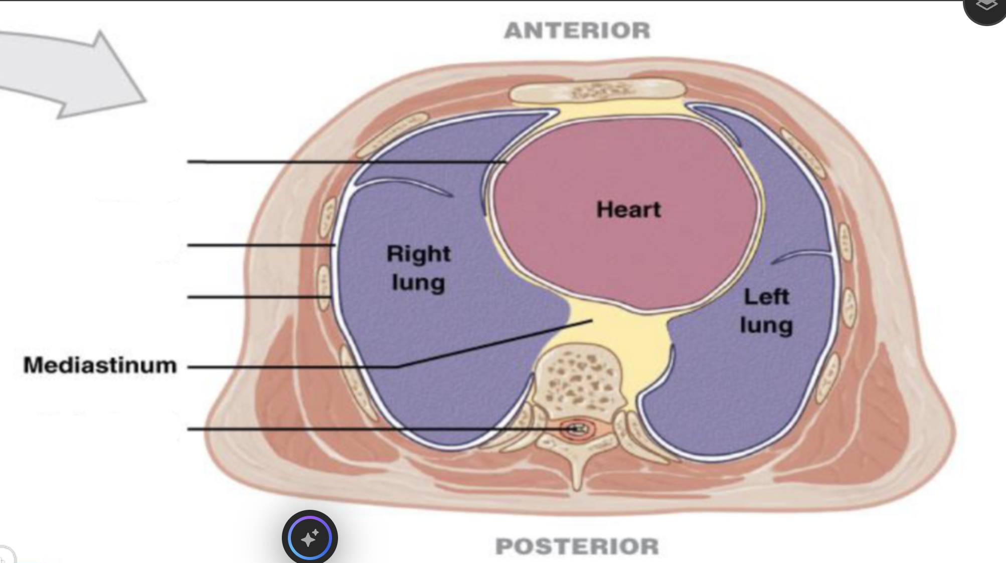 <p>mediastinum</p>