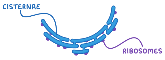 <p>A network of cisternae (membranes enclosing fluid-filled space) covered with ribosomes.</p><p>Synthesise and transport proteins (that are made by the ribosomes).</p>