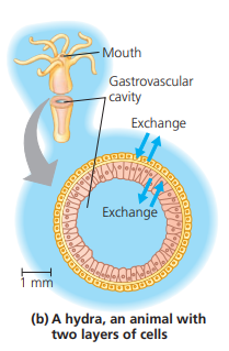 <p>some animals have a body wall of two cell layers thick. Thus with an open cavity both layers of cells are routinely exposed to the environment.</p><p>Others maximize exposure with a flat shape which places most cells in direct contact with its particular environment</p>