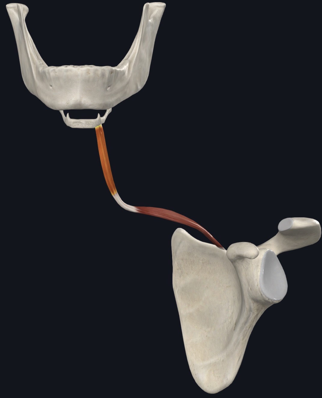 <p>Omohyoid Action</p>