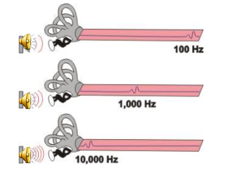 <p>How is sound transduced?</p>