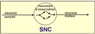 <p>B3 : Interneurone (neurone d’assoc) </p><p>Connecte entre eux différents neurones à l’intérieur du cerveau ou de la moelle épinière, les + nbrs (—> principalement multipolaire)</p>