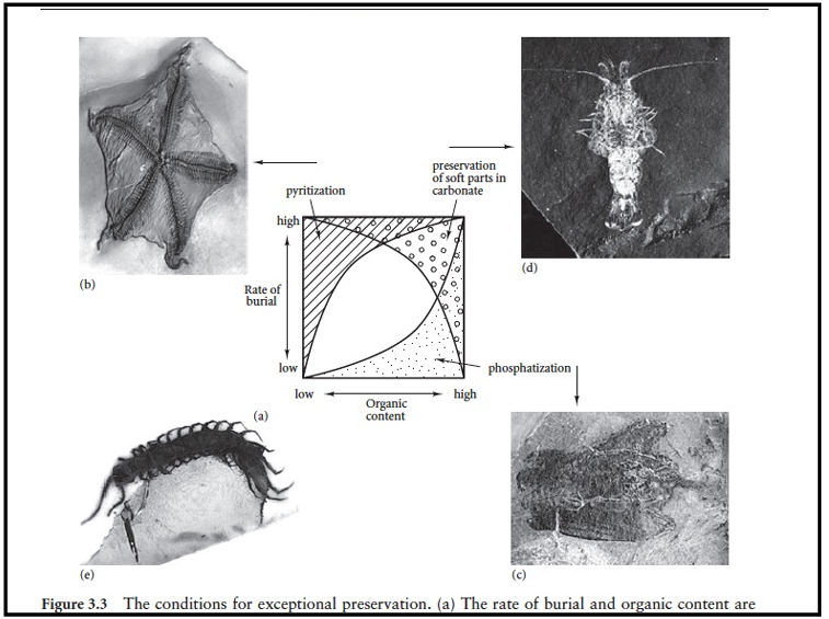 <p>According to the "rate of burial vs organic content" figure (Figure 3.3), what two variables jointly control whether soft parts are preserved in carbonate vs by phosphatization? (phosphatization is a geological fossilization mode where organic tissues are replaced or replicated by calcium phosphate)</p>