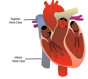 <p>right atrium receives venous (deoxygenated) blood from these</p>