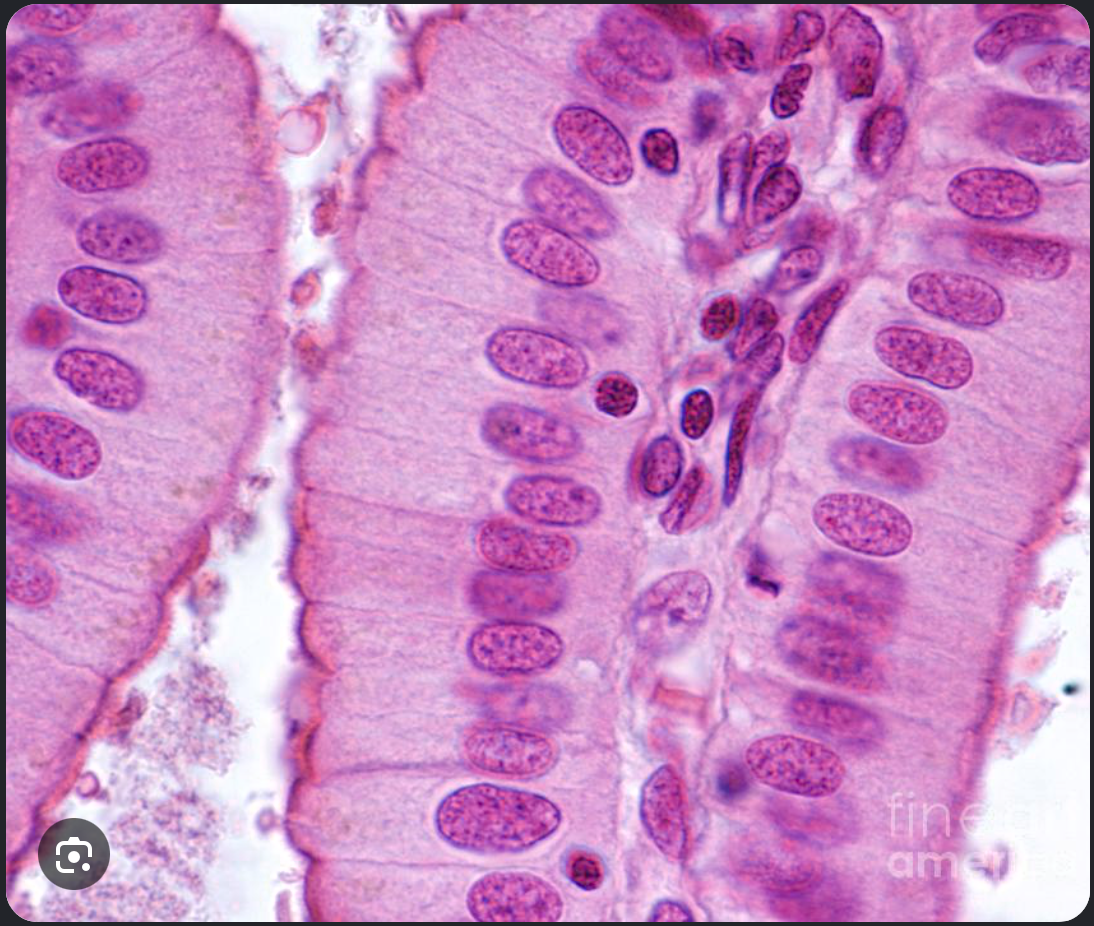 <p>which tissue is this</p>
