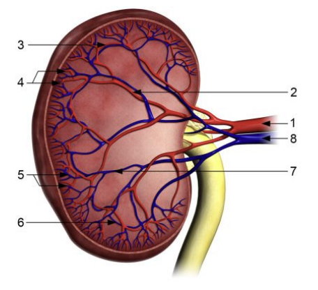 <p>8 </p>