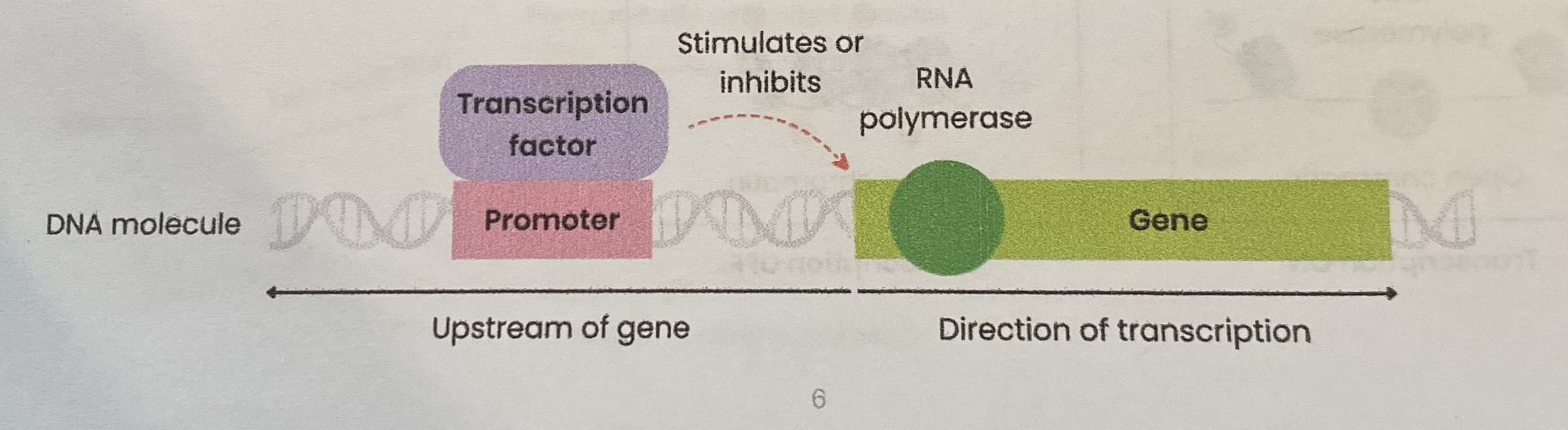 <ol><li><p>Transcription factors move from <strong>cytoplasm to nucleus</strong></p></li><li><p><strong>Bind</strong> to <strong>DNA</strong> at a <strong>specific DNA base sequence</strong> on a <strong>promotor region</strong> (before/ upstream of target gene)</p></li><li><p>This <strong>stimulates</strong> or <strong>inhibits</strong> transcription (production of <strong>mRNA</strong>) of target gene(s) by helping or preventing <strong>RNA polymerase</strong> binding</p></li></ol><p></p>