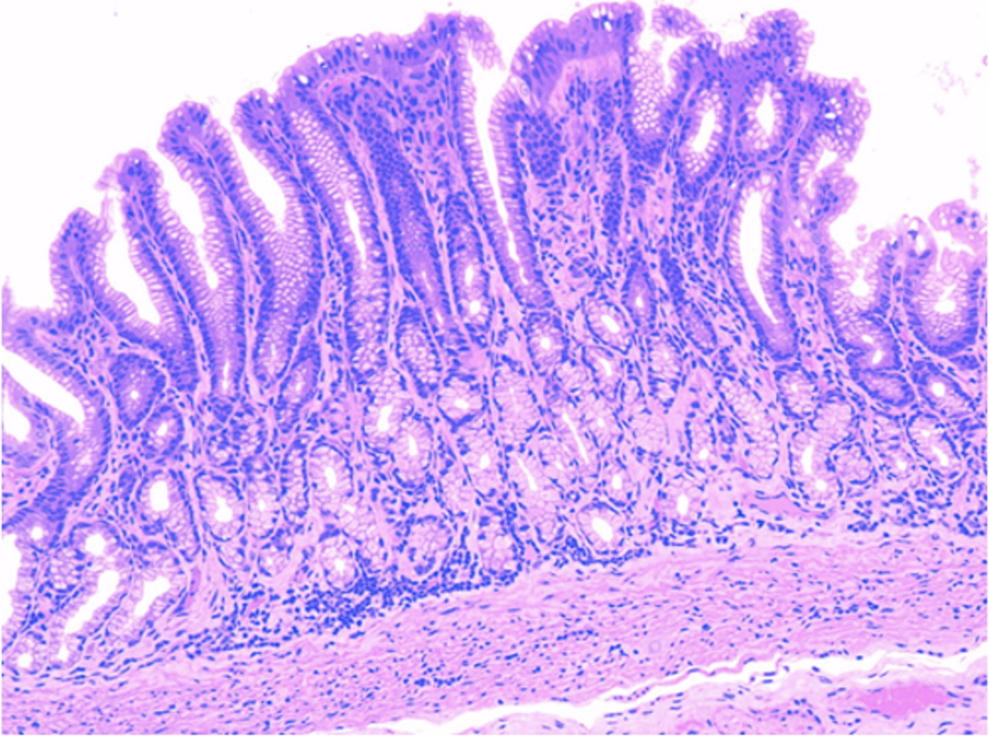 <p>Identify the organ</p>