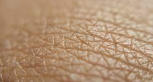 <p>une peau</p>