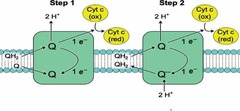<p>bc1 complex (Q-cytochrome c oxidoreductase)</p><p>-Couples QU redox with cyt c oxidoreductase </p><p>-4H+/2e-</p>