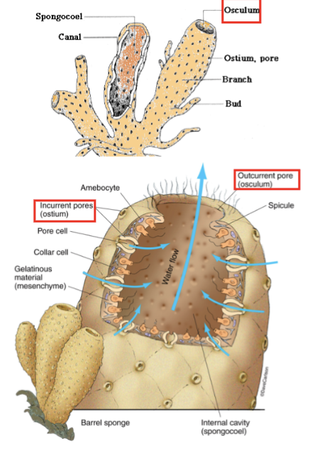 <p>Porifera anatomy</p>
