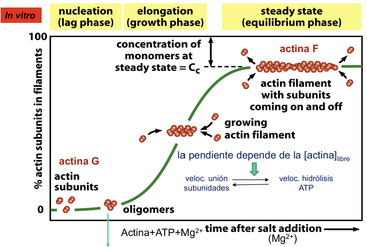 <p><span>Consiste en mezclar tampón fosfato, una sal (</span><span style="line-height: 1.15;">fosfato + Mg<sup>2+</sup></span><span>), nucleótidos trifosfato (ATP o GTP) y, finalmente, los monómeros correspondientes (actina G), monitorizando a lo largo del tiempo el porcentaje de subunidades incorporadas a los filamentos tras la adición de la sal</span></p>