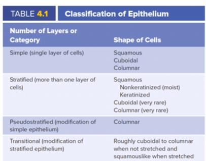 <ul><li><p>diffusion</p></li><li><p>filters</p></li></ul><p></p>