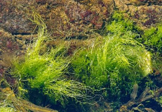 <p>Green algae </p>
