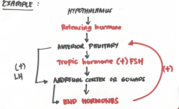 <p>Blurt how positive feedback work</p>