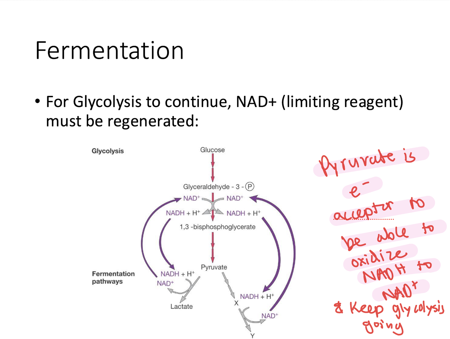 <p>Pyruvate is used as the electron acceptor to be able to oxidize NADH back to NAD+ &amp; keep glycolysis going!!!</p>