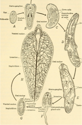<p><span style="font-family: "Calibri Light";"><span>Stages in life cycle</span></span></p>