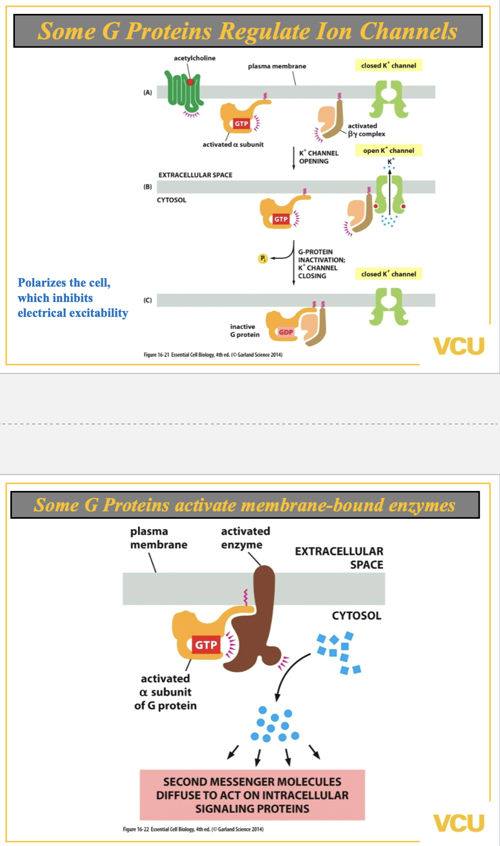 <ol><li><p>cAMP pathway</p></li><li><p>c-PLC pathway</p></li></ol><p></p>