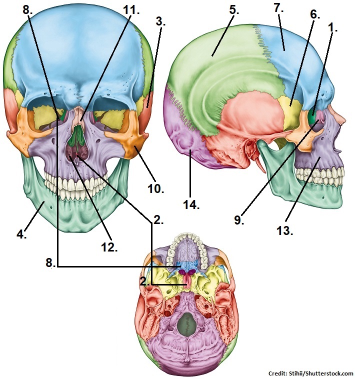 <p>What bone is #4?</p>