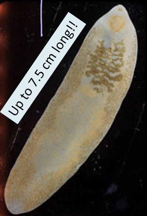 <p>What parasite is this?</p>