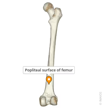 <p>What landmark within Femur?</p>