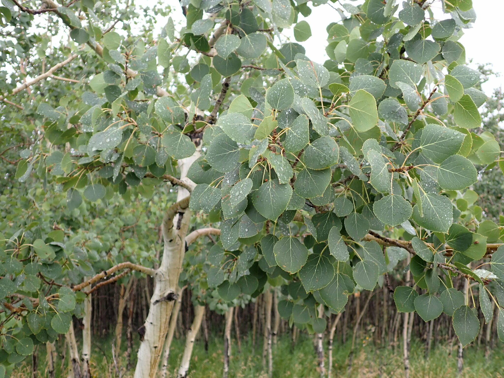 <p>Trembling aspen </p>