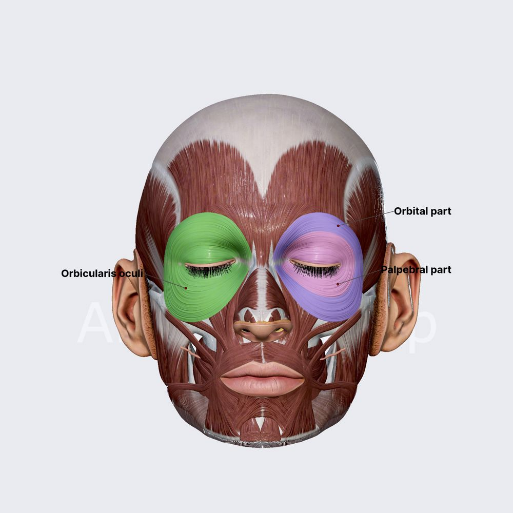 <p>Muscle surrounding the eye socket that closes eyelids.</p>