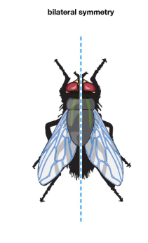 <p>bilateral symmetry</p>