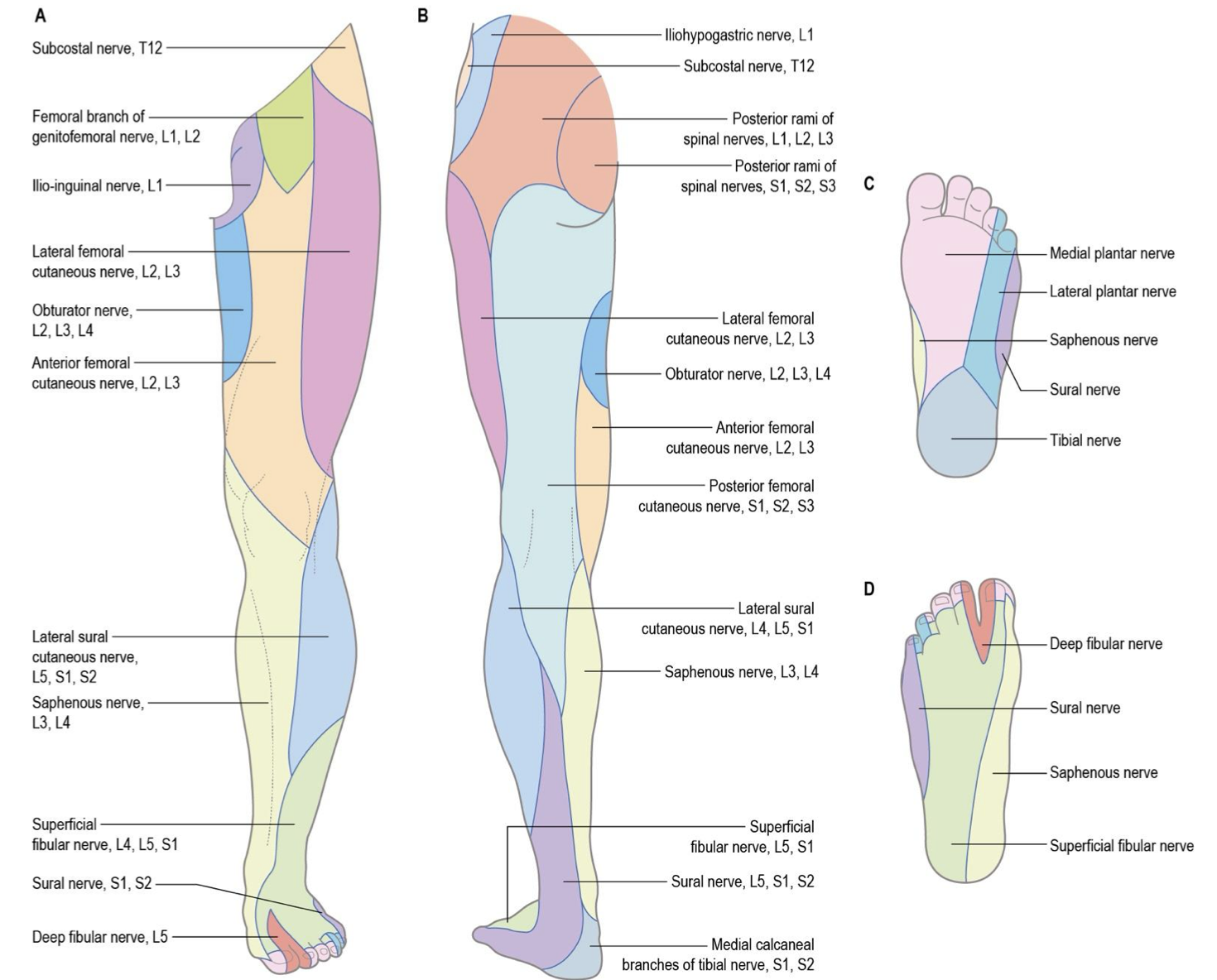 <ul><li><p>L2-L3</p></li><li><p>runs diagnolly across ilaicus and pops up out just below ASIS </p></li><li><p>innervates </p><ul><li><p>skin of anterior and lateral margin of the thigh </p></li></ul></li></ul><p></p>