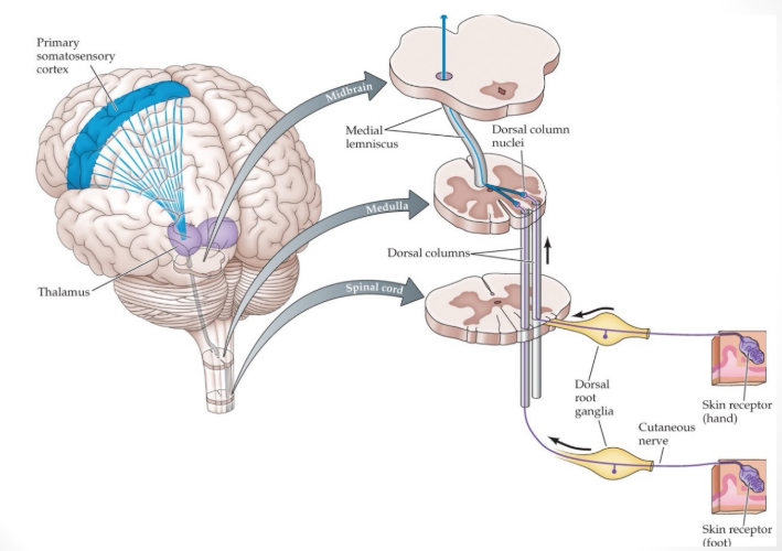 <p>delivers touch information to the brain</p><p>→ receptors send projections via the dorsal column of the spinal cord, where they synapse on dorsal column nuclei in the medulla (brain stem)</p>