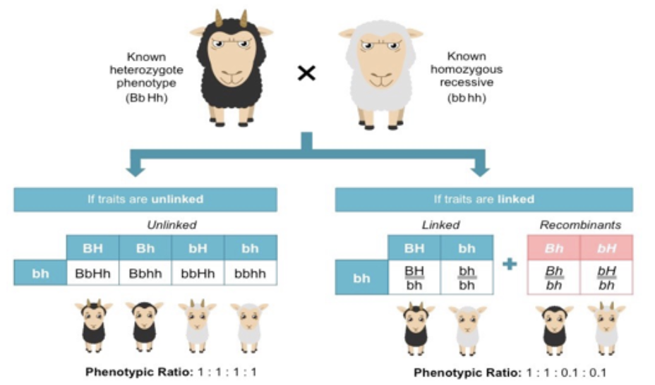 <p>tests frequency of recombination between two genes by crossing heterozygous individual with homozygous recessive</p>