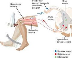 <p>monosympatic reflex arc- sensory neuron directly connects to motor neuron in the spinal cord</p><p>reciprocal inhibition- to contract and reflex muscle pairs</p><p>supraspinal circuit- involves input from the brain or brainstem to process a stimuli, unlike most reflex arcs</p>