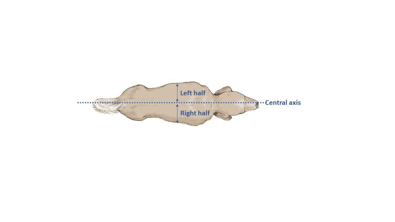 <p>Central axis</p>