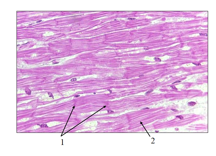 <ol><li><p>What is the name of this tissue?</p></li><li><p>Where is it located?</p></li><li><p>Name terms 1 and 2.</p></li></ol><p></p>