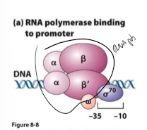 <p>What is sigma factor?</p>