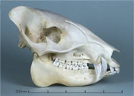 <p>Tayassuidae</p><p>Pecari tajacu</p>
