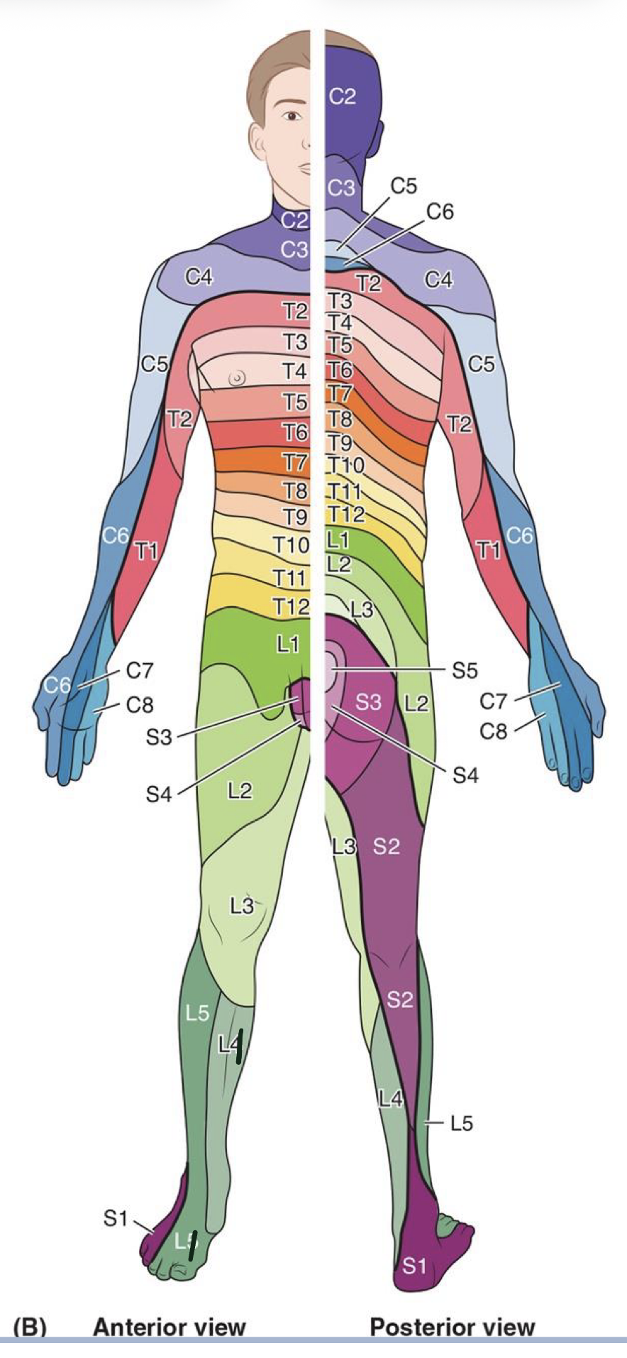 <p>intermediate ring of the gluteal region posteriorly and inferior genital area anteriorly (toilet lid hole)</p>
