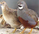 <p>welk type kip is dit</p>