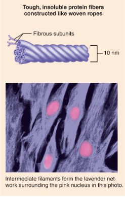 <p>What structure is shown?</p>