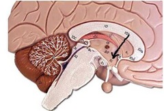 <p>Identify this gland.</p>
