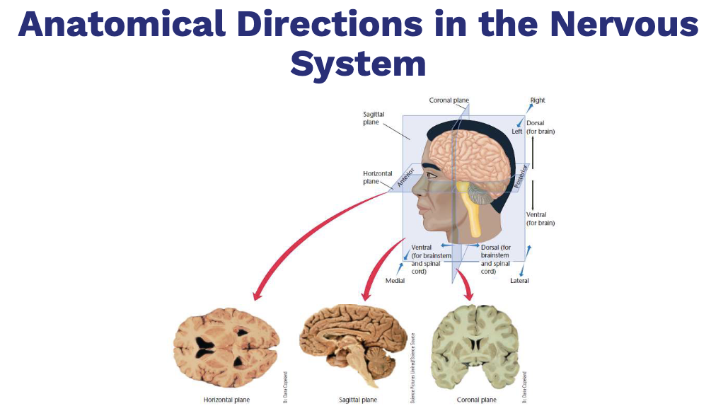 <p>• Central nervous system (CNS): the brain and the spinal cord</p><p>• Peripheral nervous system (PNS): connects the brain and spinal</p><p>cord to the rest of the body</p><p>− Somatic nervous system: controls voluntary muscles & conveys sensory information to the CNS</p><p>− Autonomic nervous system: controls the heart, intestines, and other organs</p>
