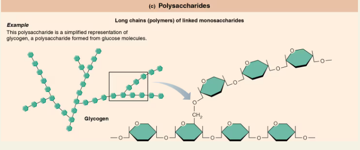 <p><span style="background-color: transparent;"><strong>Polysaccharides</strong></span></p>