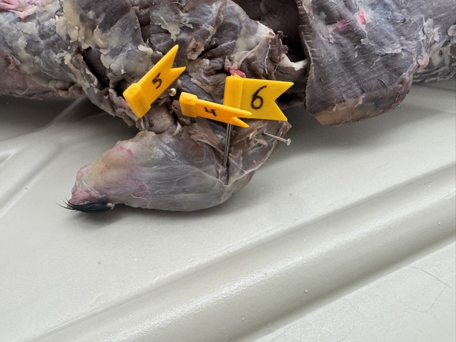 <p>Numbers:</p><p>4</p><p>5</p><p>6</p>