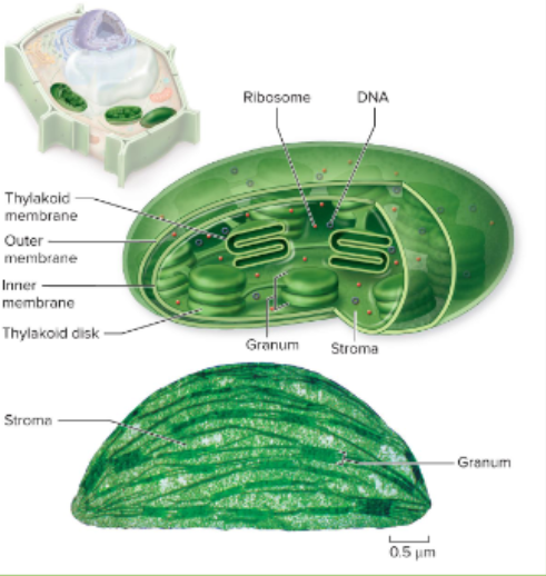<p>A double-membrane organelle found in plants and algae that carries out photosynthesis, converting light energy, water, and carbon dioxide into sugars</p><ul><li><p><span>Double-membrane organelles; have their own ribosomes</span><br><span>and DNA like mitochondria</span></p></li><li><p><span>Site of photosynthesis</span></p></li></ul><p></p>