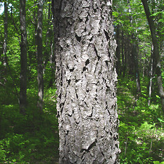 <p>Prunus serotina</p>