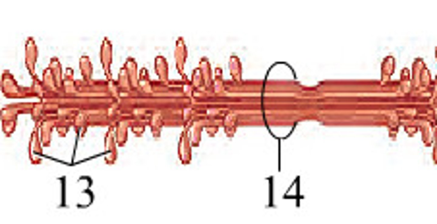 <p>13</p>