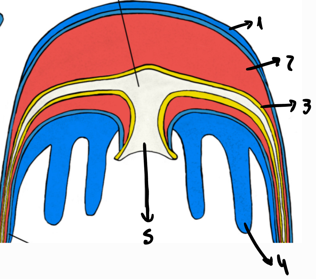 <p>Estructura</p>